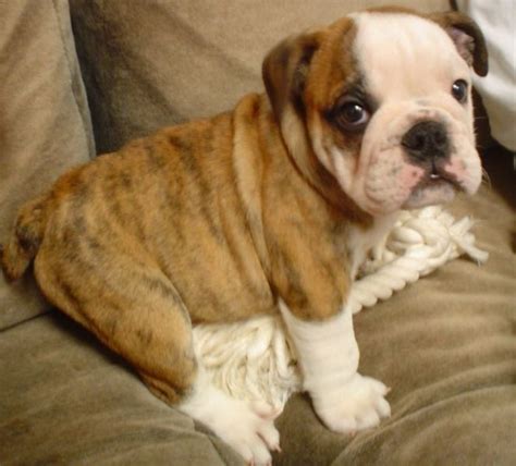 Acceptable coat colors for the english bulldog include various shades of brindle — a pattern of dark striped hairs on a lighter background shade — solid white or red the english bulldog often suffers from respiratory and cardiac issues, which can mean a shortened lifespan, as well as huge vet bills. The dog in world: Bulldog dogs