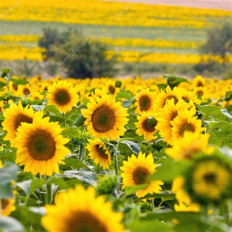 Sunflower Field Stock Photo By ©wujekspeed 30383463
