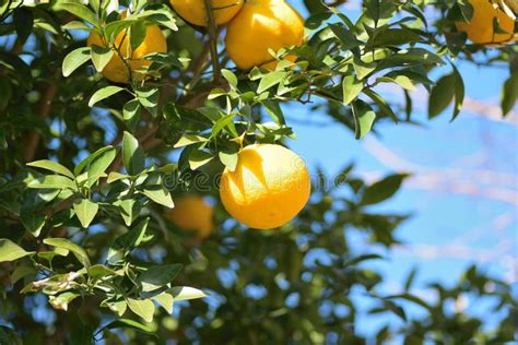 Ripe Oranges In Tree Ready To Be Harvested Stock Image Image Of