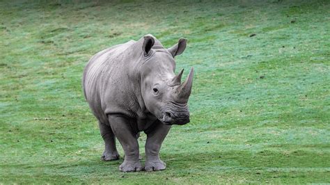 Rhinoceros Images Limfacharge