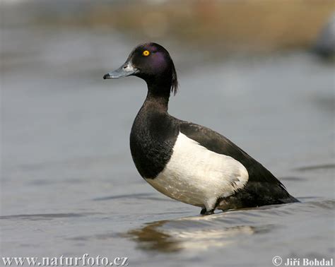 Tufted Duck Photos Tufted Duck Images Nature Wildlife Pictures