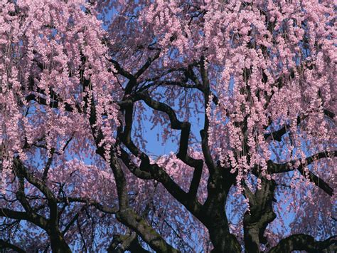 Japanese Cherry Blossom Tree Wallpapers Top Free Japanese Cherry