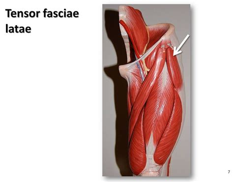 Tensor Fasciae Latae Muscles Of The Lower Extremity Anatomy Visual