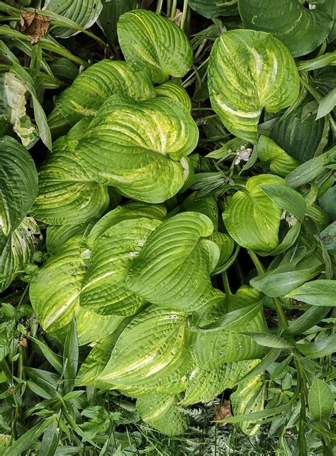 Hosta Fascination Seeds Duluth Hosta Co Buy Hosta Seeds Online