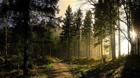 Beautiful Forest Nature Look Hd Wallpapers