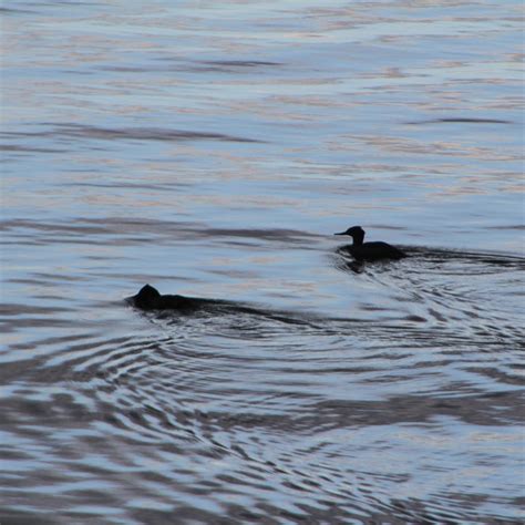 EBird Checklist 27 Nov 2023 Newfound Lake 1 Species