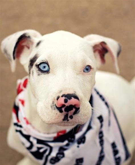These 20 Rare Dog Breeds With Unusual Markings Will Make You Want One