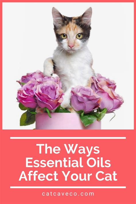 If you've been using either smelly option recently, take. What Essential Oils Are Safe To Diffuse Around Cats in ...