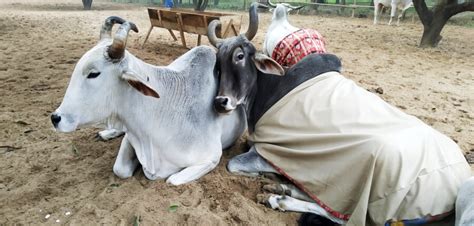 Retired Bullocks Settle In At Animal Rahats New Sanctuary Peta Prime