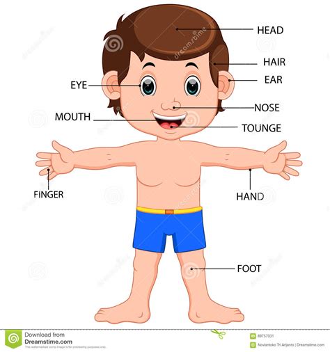 Click on the images to see the pdf versions with exercises. A Boy Showing Parts Of The Body Cartoon Vector | CartoonDealer.com #75500587