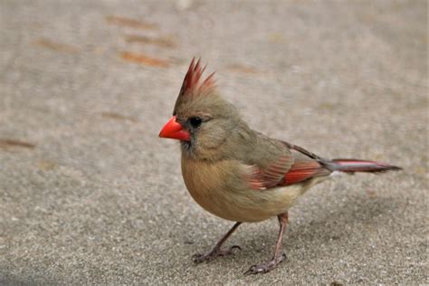 Female Northern Cardinal Close Up Free Stock Photo Public Domain Pictures