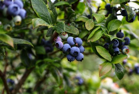 How To Grow Blueberries From Seed A Comprehensive Guide Natural Seed