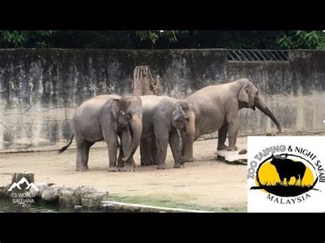 2020 top things to do in taiping. Zoo Taiping & Night Safari, Perak Malaysia 2019 - YouTube