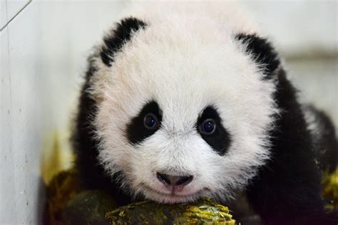 Pandas International Endangered Means We Have Timeextinction Is Forever