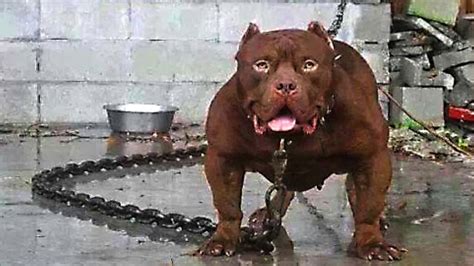 The 10 Most Dangerous Dog Breeds In The World
