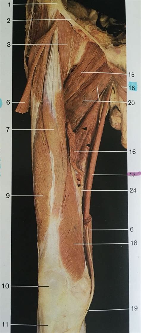 The conjoint tendon can be describe as a layer of connective tissue which connects the pelvis to the transversus abdominis, the deepest of the 4 muscles of the abdomen. 191 best Muscles images on Pinterest | Occupational therapist, Occupational therapy and Muscle