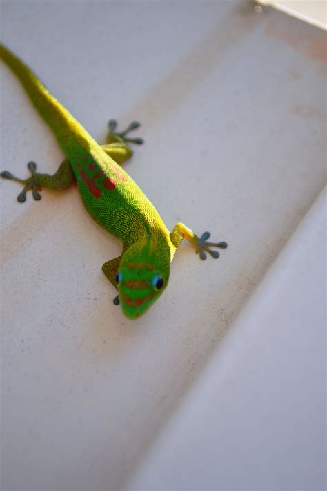 Bright Green Gecko In Our Backyard Leopard Gecko Cute Animals Gecko