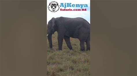 The 5 Legged Elephant Of The Masai Mara National Reserve😀 Youtube
