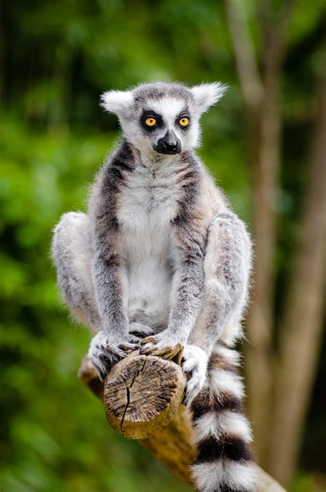 Kostenlose Foto Natur Tier Tierwelt Zoo Säugetier Fauna Primas