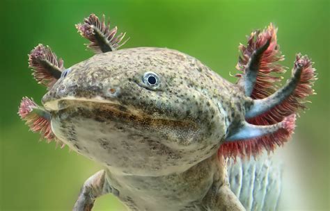 Axolotl Mefics