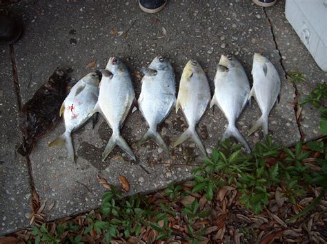 pictures | Pensacola Fishing Forum