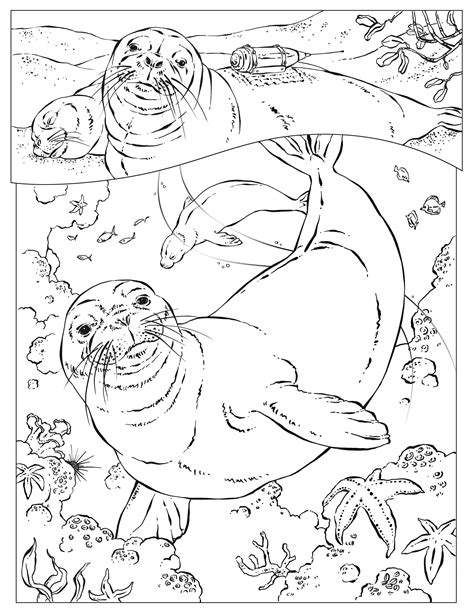 Hawaiian Monk Seals Animal Coloring Pages Ocean Coloring Pages