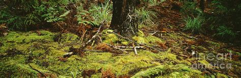 Mossy Forest Floor Photograph By David Cornwellfirst Light Pictures