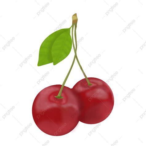 Cherry Fruit Illustration Cherry Fruit Fruit Clipart Png Transparent