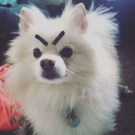 These Are My Angry Eyes Dogs Dog With Eyebrows Cute Animals