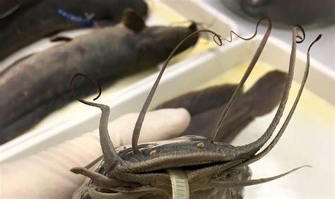 Museumlife Walking Catfish Specimens Research News