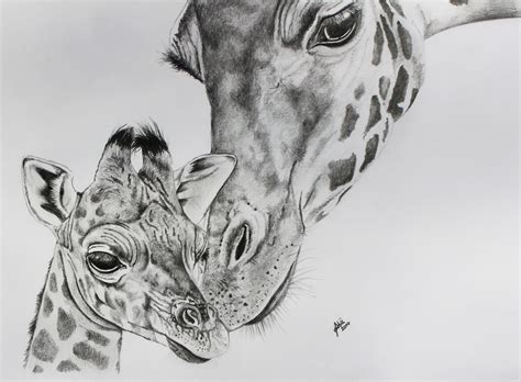 Drawing Giraffes Giraffe Face Drawing Giraffe Pencil Drawing