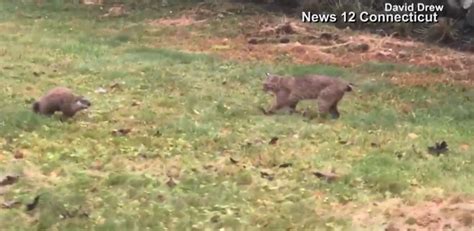 Groundhog Vs Bobcat Caught On Camera In Connecticut The Trussville Tribune