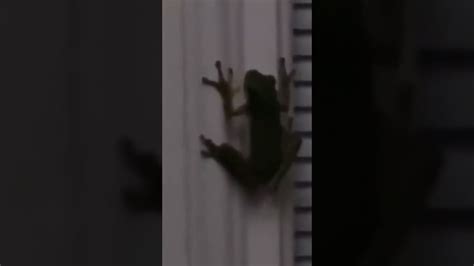 A Frog That Swallowed A Firefly Youtube