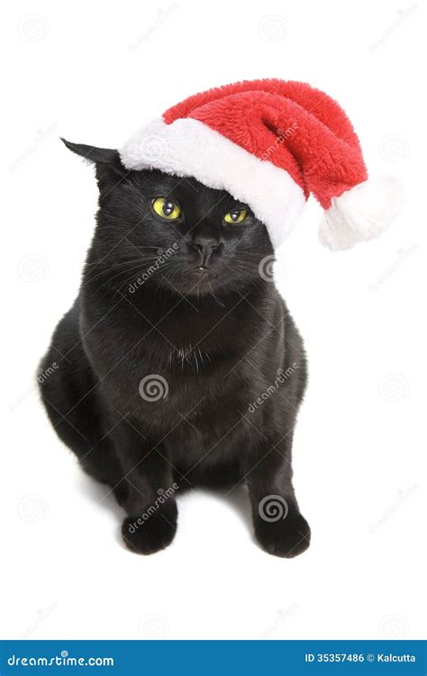 Cat Santa Preta Gato Do Natal Foto De Stock Imagem De Vermelho
