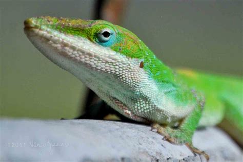 Wild About Texas My Green Lizard Up Close And Personal