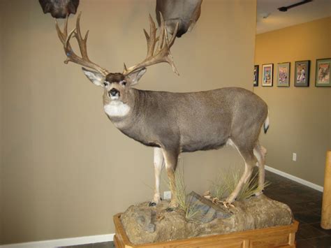Ks Buck Returns Home To Wy Eastmans Official Blog Mule Deer