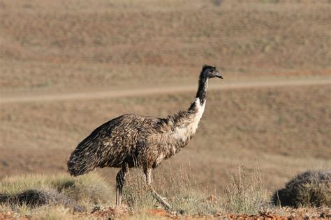 Emu Dromaius Novaehollandiae Flinders Ranges South Aust Flickr