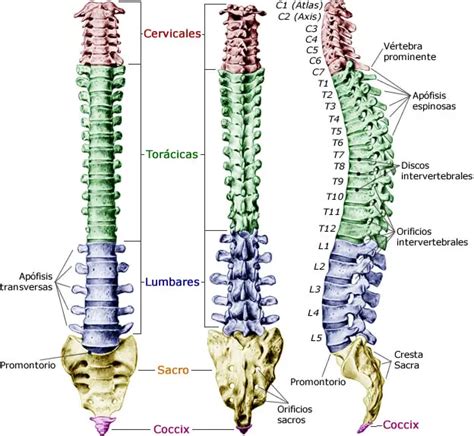 Anatomía De La Espina Dorsal《 Columna Vertebral 》2024 ️