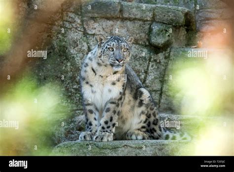 A Himalayan Snow Leopard Panthera Uncia Lounges On A Rock Beautiful Irbis In Captivity At The