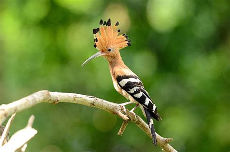 Best Hoopoe Stock Photos Pictures And Royalty Free Images Istock