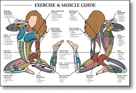 Body Muscles Chart Female Human Body Anatomy Crossfit
