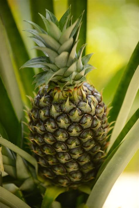 Pineapple Plant Growing In A Garden Stock Image Image Of Grow Fruit