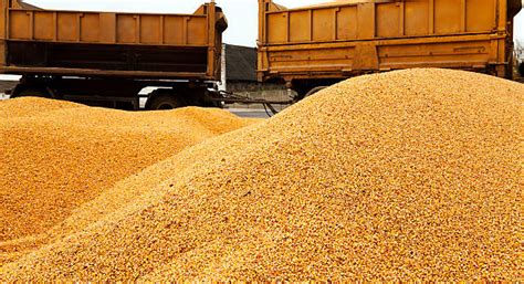 Best Corn Pile Stock Photos Pictures And Royalty Free Images Istock