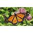 Monarch Butterflies May Become An Endangered Species In 2015  Mental Floss