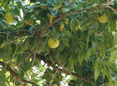 Osage Orange Seeds Etsy