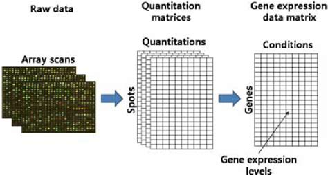 The Procedure Of Obtaining Gene Expression Data Matrix From A