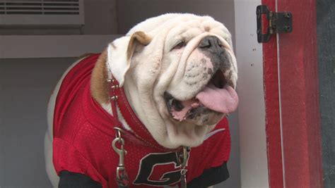 A Dogs Life Meet University Of Georgia Mascot Uga Cbs News