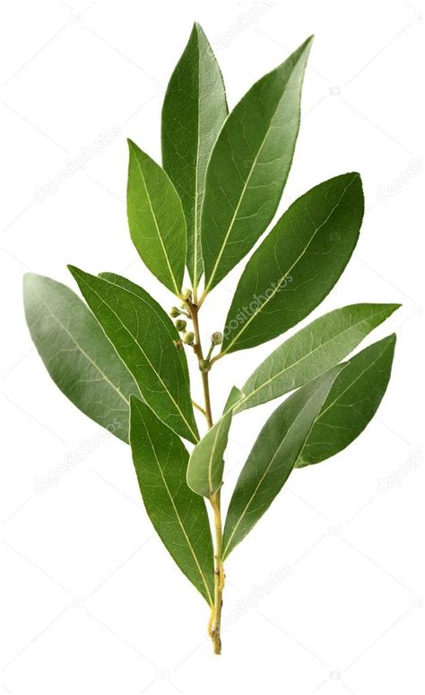 Leaves of laurel — Stock Photo © Dionisvera #18652557