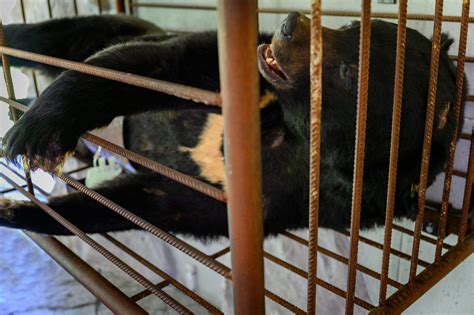 Animals Asia Rescues Bear Named Paddington From Cruel Bile Farm In