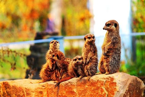 Meerkat Meercat Scharrtier Species · Free Photo On Pixabay